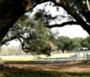 Albany Plantation