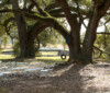 Albany Plantation