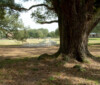 Albany Plantation