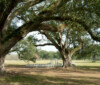 Albany Plantation